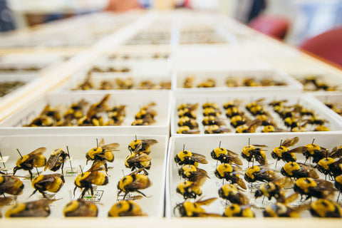 A group of MSU researchers have published a paper, “Bumble Bees of Montana,” in the Annals of the Entomological Society of America. The paper's co-authors were Michael Ivie, associate professor of entomology in the MSU Department of Plant Sciences and Plant Pathology, Kevin O'Neill, professor of entomology in the MSU Department of Land Resources and Environmental Sciences, Casey Delphia, MSU research scientist, and Amelia Dolan, former MSU entomology graduate student, all within the MSU College of Agriculture. Delphia, left, is pictured here with Ivie. MSU photo by Adrian Sanchez-Gonzalez.