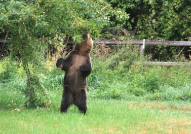 living with bears in montana, community bear meetings fish wildlife and parks, montana living magazine