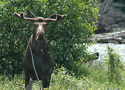 montana moose permits, sheep and goat, bison permits, fwp overdrawn licenses, montana living