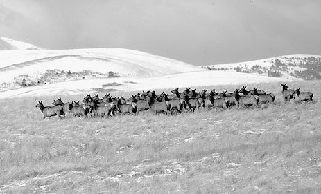 how montana manages its elk herds, baldy mountain near townsend montana, photo by david reese, montana living, elk herd on winter ridge