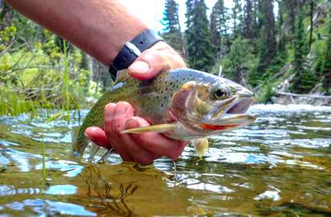 fishing restrictions northwest montana rivers, montana living