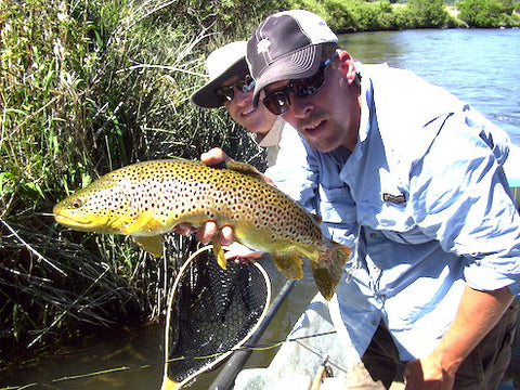 brown trout population decline in montana's clark fork river, montana living