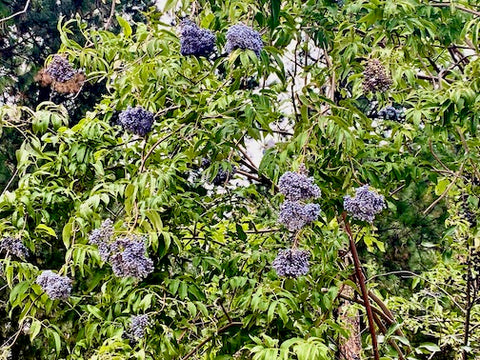 montana elderberry, recipe, montana living