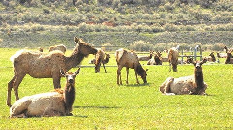 montana elk management group, montana living, elk near gardiner, montana, david reese photo