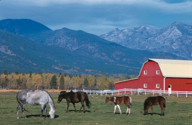 farm with horses and red barn in victor montana, montana living