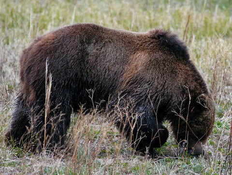 grizzly bear flyfishing yellowstone national park, montana living