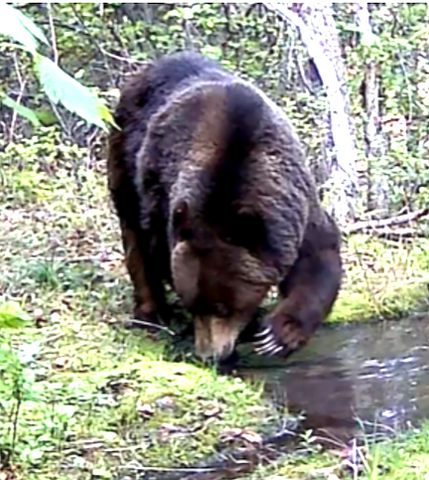 grizzly bear near montana snowbowl in missoula, montana living, bear aware, living with bears