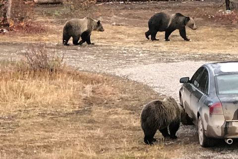 grizzly bears near cars, polebridge montana, montana living, montana fish, wildlife and parks, bear safety