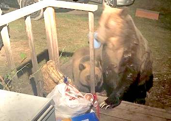 montana grizzly bears eating food on porch, tips on grizzly safety in montana, montana living