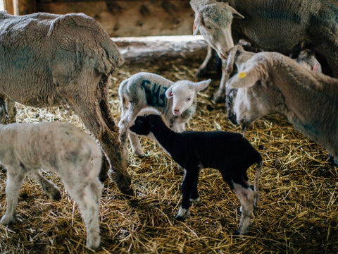 montana MSU lambing season