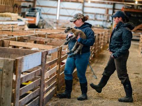 montana lambing season Montana living II