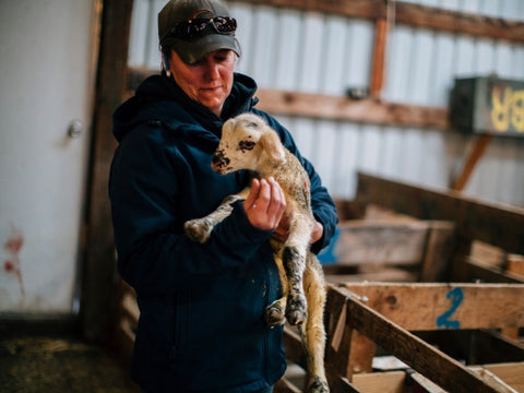 msu lambing season instructor