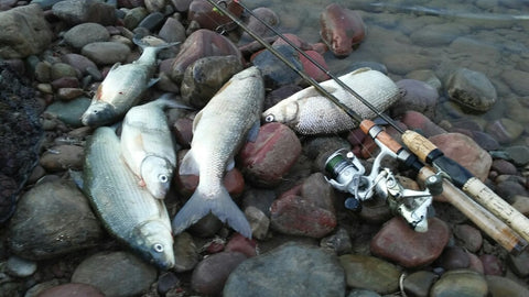 The Whitefish are starting to move into the river pretty good. Try from Old Steel Bridge up to Columbia Falls bridge. Look for holes 10’-20’ deep. Try Pete’s Tackle Craws & Tubes. Also, Gitzits work well or just use 1/8oz or 1/4oz lead heads with green twister tails. Also hearing good reports for Rainbow and Cutthroat fishing in the river. 