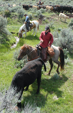 cowgirl pushing cows, flathead valley, glacier meat processing cooperative, montana living