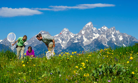Conservation ecologist Diane Debinski butterfly research teton mountains,bozeman, montana living