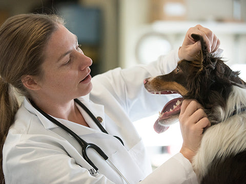 <img src="https://cdn.shopify.com/s/files/1/0965/8362/files/msu_vet_480x480.jpg?v=1684454355" alt="montana veterinarian shortage, WIMU program, montana living magazine" />