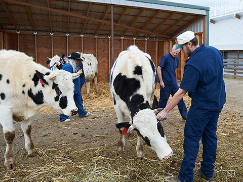 montana state veterinarian training program, montana living, vet shortages