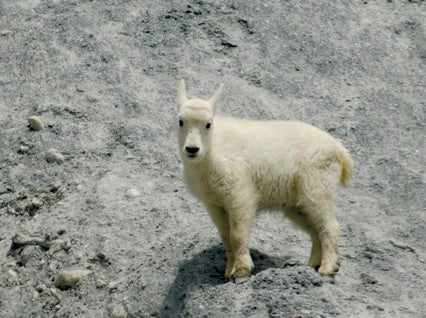 mountain goats glacier national park, montana living, goat lick on middle fork of the flathead river, by dave reese