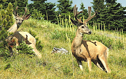 montana mule deer populations, montana living magazIne, state FWP mule deer study