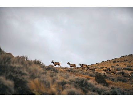 elk herd, gallatin valley land trust easement on paradise valley ranch, montana living, arthur m blank foundation