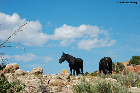 montana living, pryor mountain wild horses, mustangs, BLM mustangs, david reese