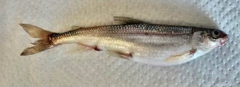 pygmy whitefish northwest montana, fish wildlife and parks, montana living, rare fish in montana