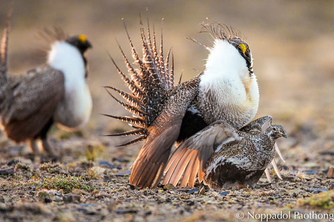 Sage grouse mating montana NRCS