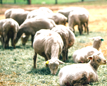 how to shear sheep, montana living magazine, montana state university