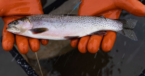 Anglers can help in trout study – Montana Living