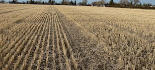 valier montana wheat field lake frances, montana agriculture report drought 2021, montana living, david reese photos