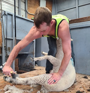 how to shear sheep, montana living magazine, montana state university