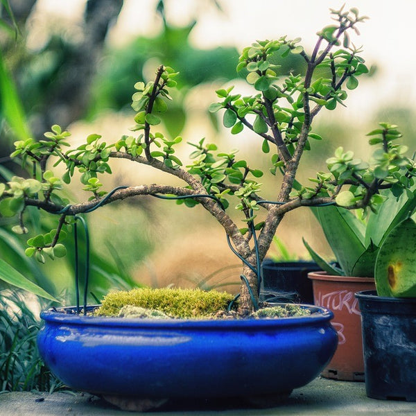 indoor miniature garden plants