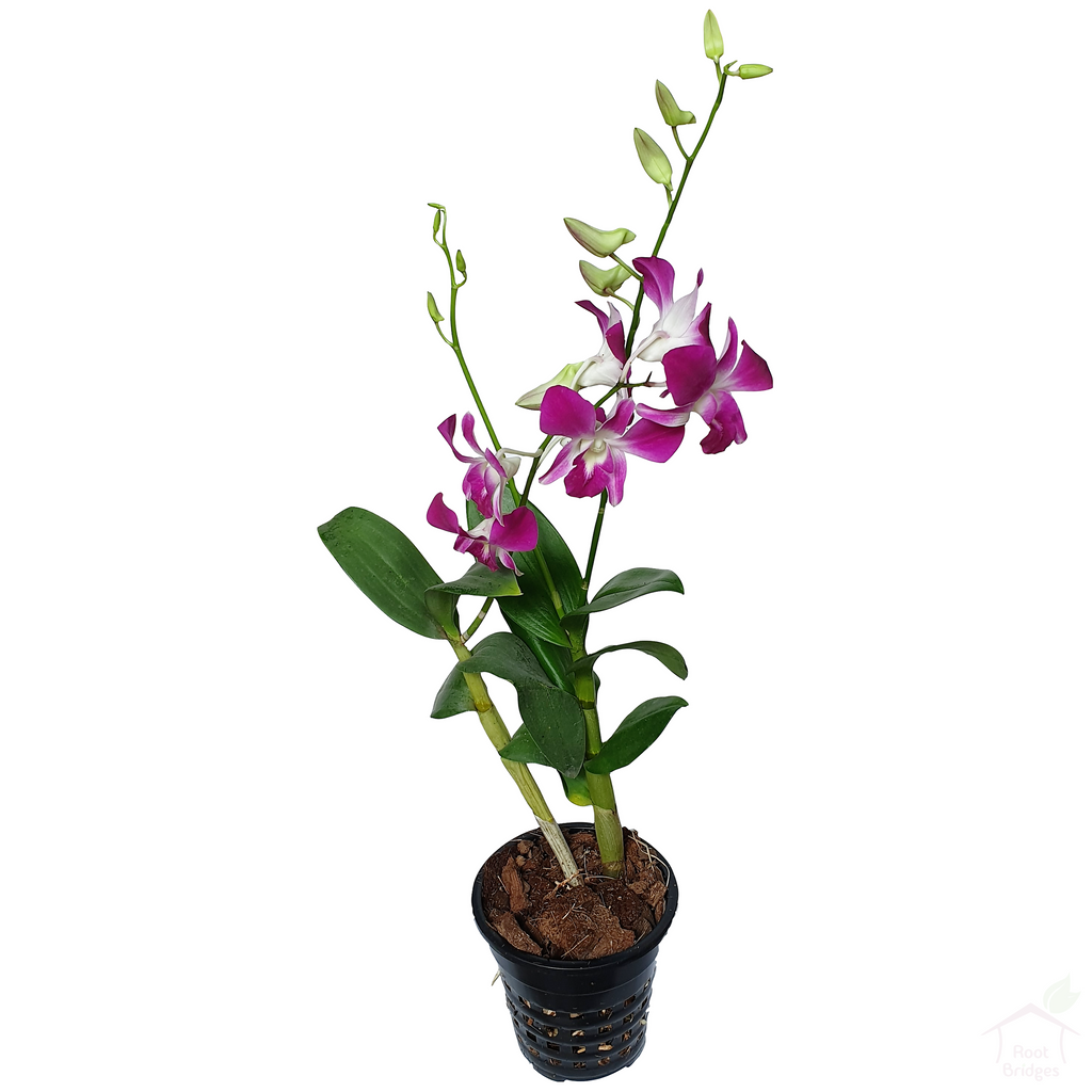 Buy Dendrobium Sonia Orchids - Gift Orchid Plants Online Home Delivery