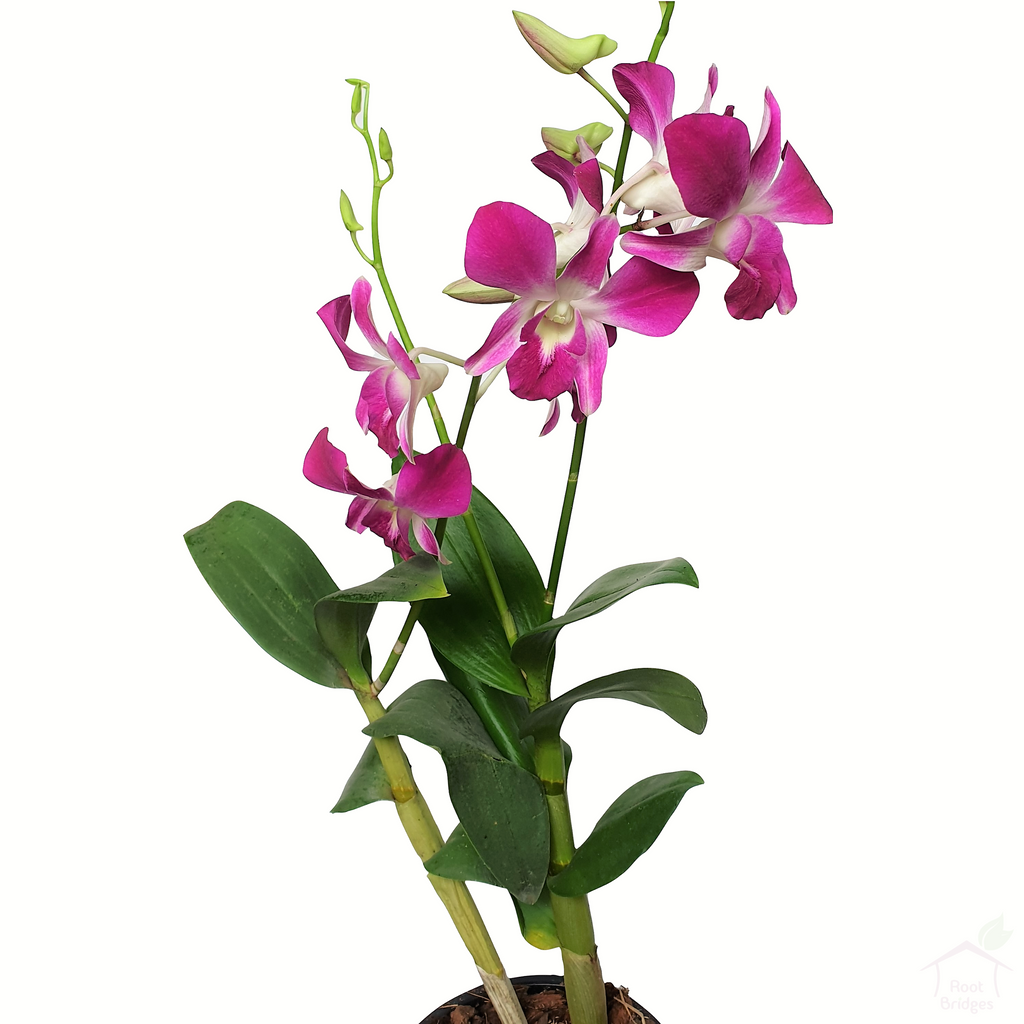 Buy Dendrobium Sonia Orchids - Gift Orchid Plants Online Home Delivery