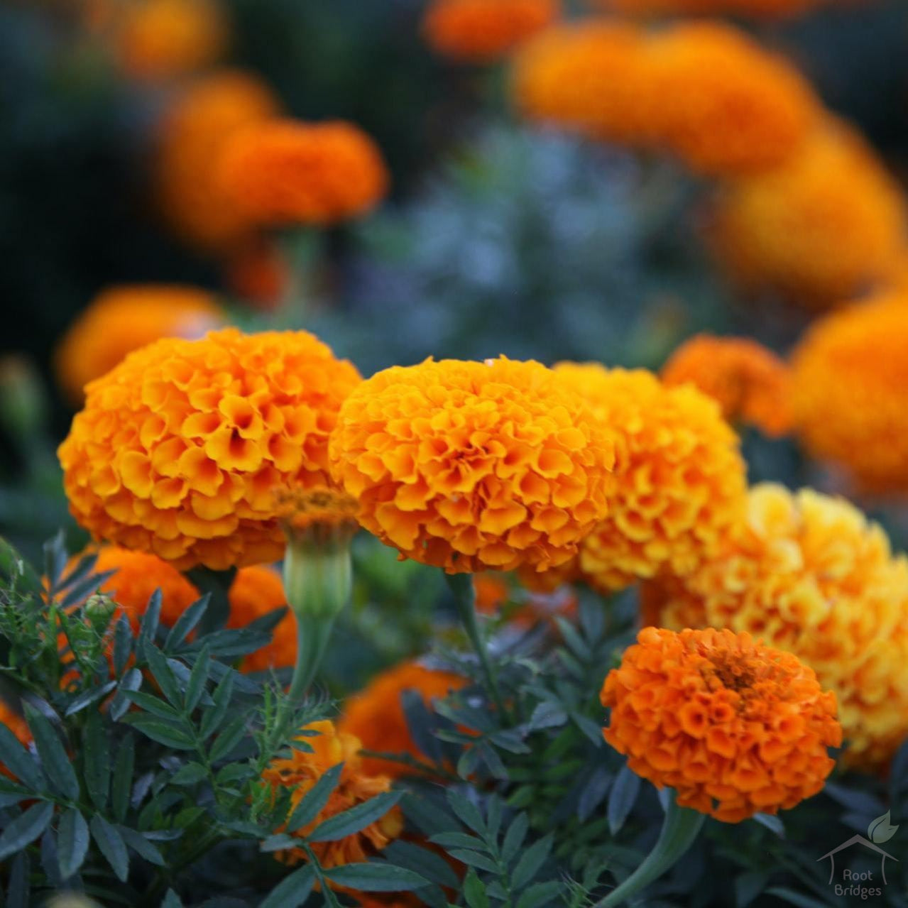 Buy Marigold Flower Seeds Online | Cheap Flowers Seed from Best Nursery