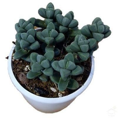 Delosperma Lehmannii Ice Plant