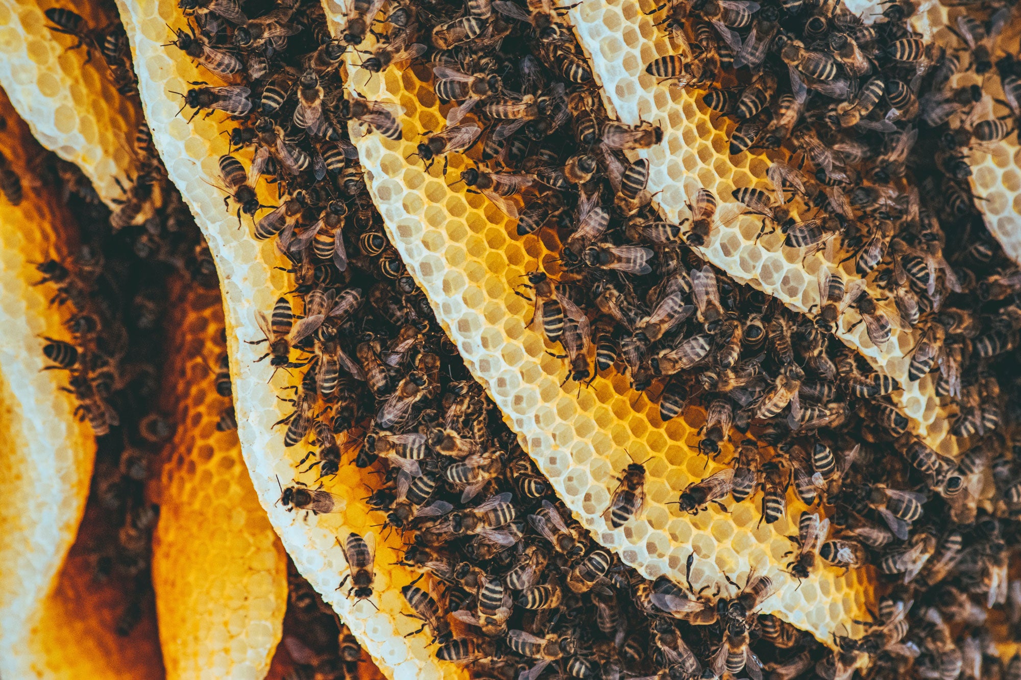 How Do Honey Bees Make Beeswax?