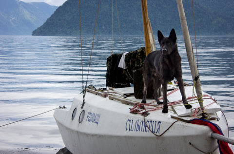 how to sail with a dog on a boat