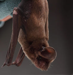 Bat Conservation International