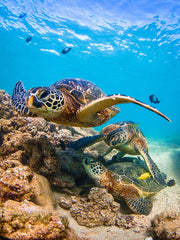 Sea Turtles