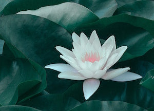 lotus representing sexual health in midlife
