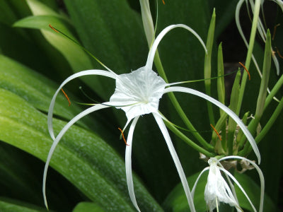 Cahaba Lilies grow along the banks of the Cahaba River in South Alabama turning the river white with lovely blooms