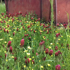 Spring rain brought clover heads 5 inches long and thick heirloom grasses that filled the barns with sweet smelling bales of hay