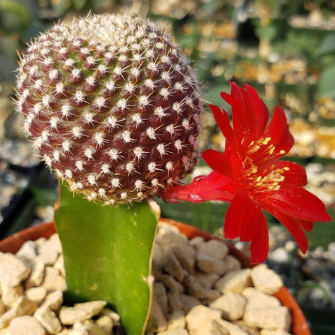 Grafted Cactus: Ruby Ball Cactus