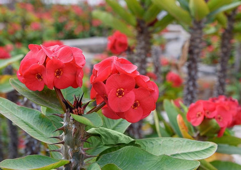 Crown of Thorns or Euphorbia Milii succulent plant