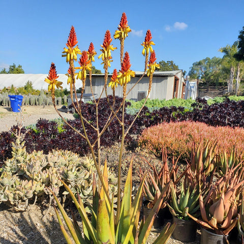 Sale Aloe Vera Succulent Plant - Succulents Online