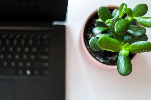 Benefits of Succulents in the Office | Planet Desert