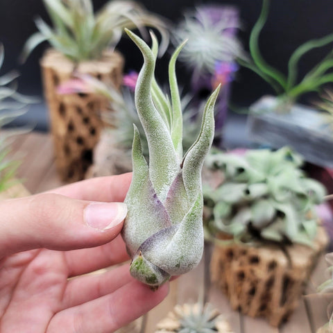 Tillandsia caput-medusae air plant