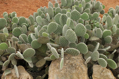 Bunny Ears Cactus Care 101: Water, Light & Growing Tips