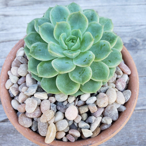 A beautiful green succulent with top dressing of rocks in a terracotta pot